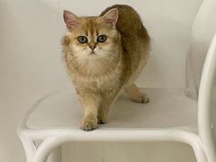 -喵的天空名猫咖啡馆·撸猫·猫舍·用品