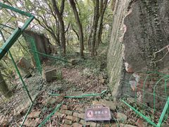 -上海佘山国家森林公园天马山园