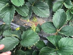 -海堤葡萄园中小学生研学基地