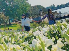 -荷兰花海