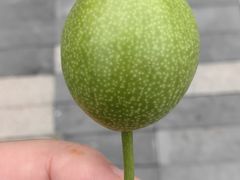 -河北省园博园