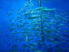 -成都浩海立方海洋公园