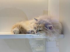 -小猫来了·猫咪专售(红山六九七九店)