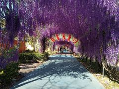 -广东花都香草世界旅游度假区