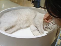 -藏猫猫咖啡主题馆(中央大道店)