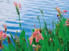 -南国桃园旅游度假区