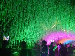 -大塘金香草谷