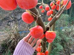 -宁波五龙潭景区