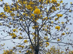 -天适樱花悠乐园