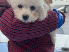 -顺强宠物诊所·狂犬免疫·夜诊·骨科(嘉定店)
