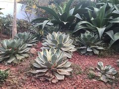 -呀路古热带植物园