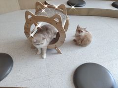-飞行喵MR PILOT|猫舍·猫咖(静安大融城店)