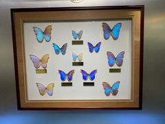 -上海昆虫博物馆