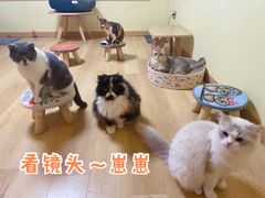 -Meowの猫咖(万家丽店)