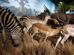 -陕西自然博物馆