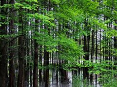 -桤木河湿地公园