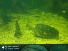 -上海长江河口科技馆