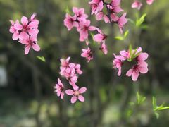 -金鸡湖桃花岛