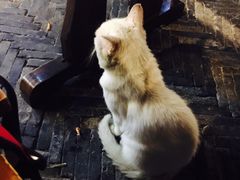 -观桥阁(锦溪店)