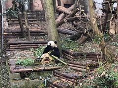 -都江堰中华大熊猫苑