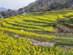 -桑洲油菜花景区
