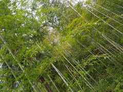 -九龙江国家森林公园