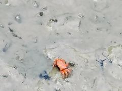 -北海金海湾红树林生态旅游区