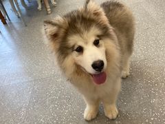 -Let's go狗咖·猫咖·奶狗·桌游(春熙路IFS店)