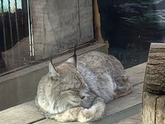 -青藏高原野生动物园