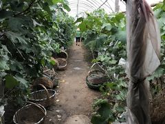 -马陆小张葡萄园农家乐