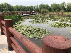 -长兴太湖图影湿地文化园