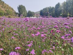 -紫海香堤香草艺术庄园