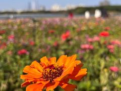-海珠湖公园