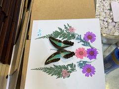 -上海大自然野生昆虫馆(东方明珠·爬宠昆虫探索中心)