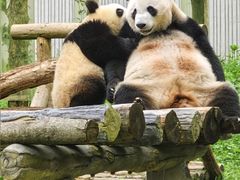 -卧龙中华大熊猫苑神树坪基地