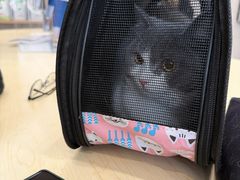 -瑞鹏宠物医院·骨科·猫科·内科(第一中心)