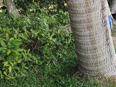 -深圳湾公园(南山区)