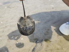 -北海金海湾红树林生态旅游区