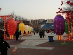 -曹州牡丹园