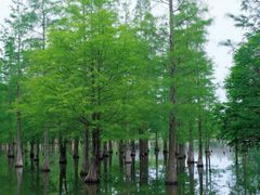 -白鹭湾湿地公园