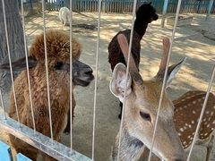 -沈阳森林动物园