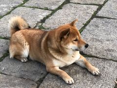-大小河街