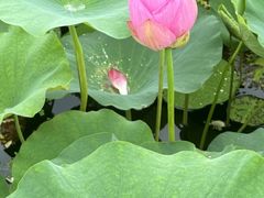 -荷塘月色湿地公园·向阳花洲