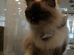 -共舞时光猫咖·狗咖(新街口店)