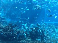 -海棠湾洲际-涛·海底餐厅·美人鱼·自助餐·海底隧道