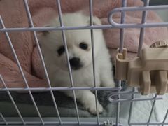 -MARSMART PETS火星宠物超市(1733店)
