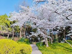 -嘉定紫藤园