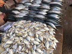 -尼甘布海鲜市场