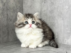-小猫来了·猫舍(红山六九七九店)