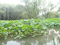 -洛阳市隋唐城遗址植物园